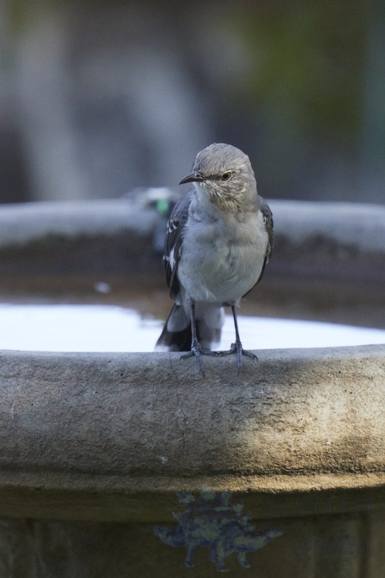 Northern Mockingbird