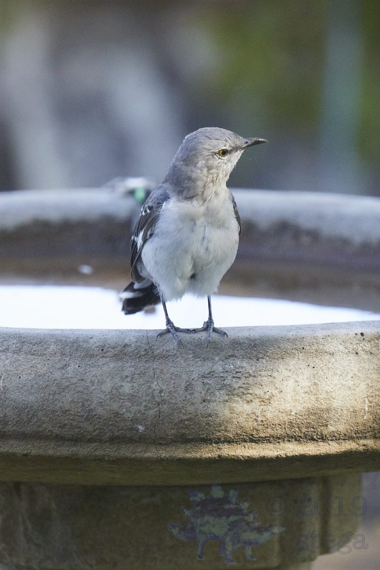 Northern Mockingbird