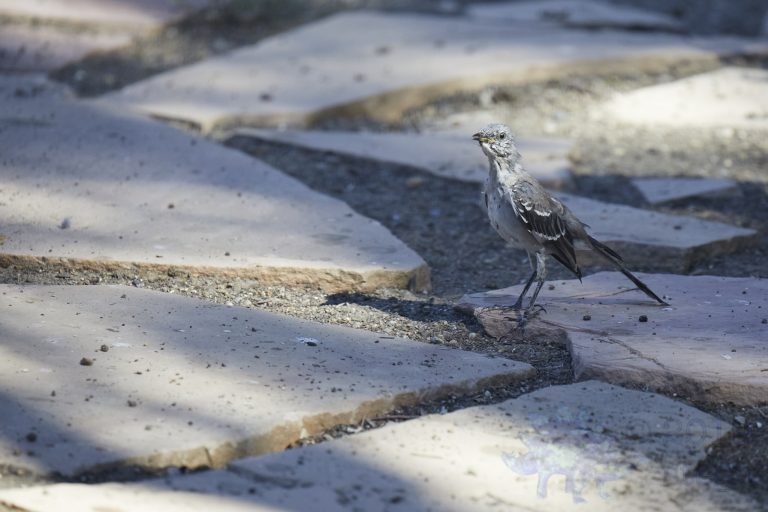 Northern Mockingbird