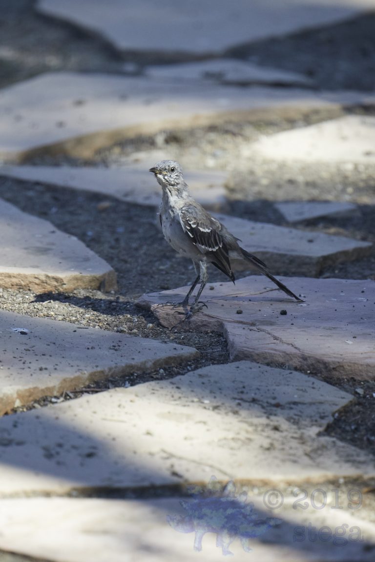 Northern Mockingbird