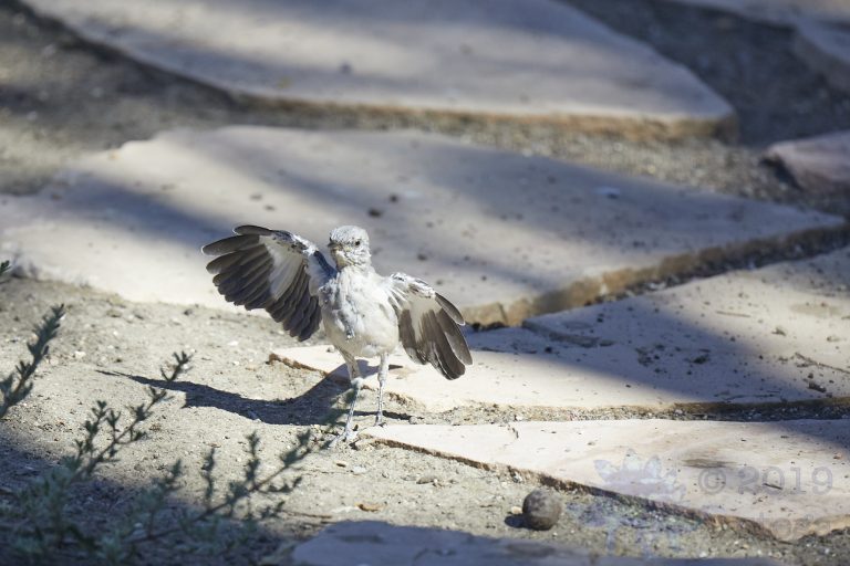 Northern Mockingbird
