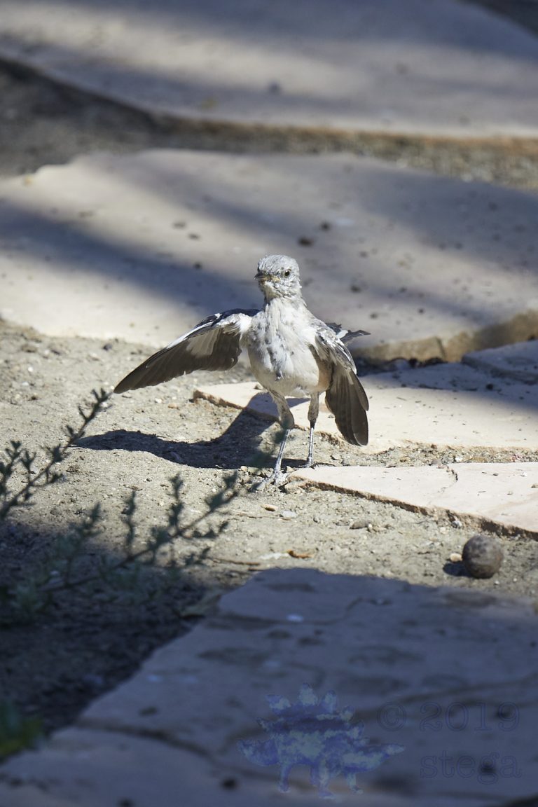 Northern Mockingbird