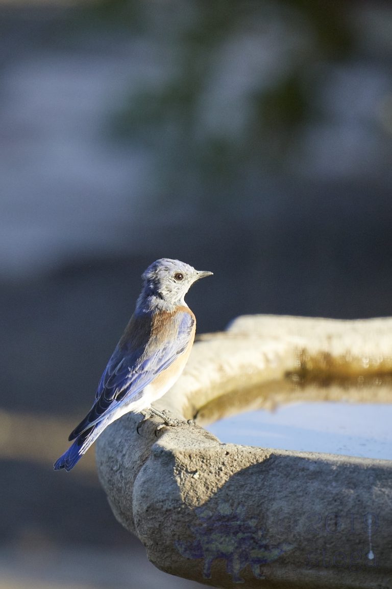 Western Bluebird