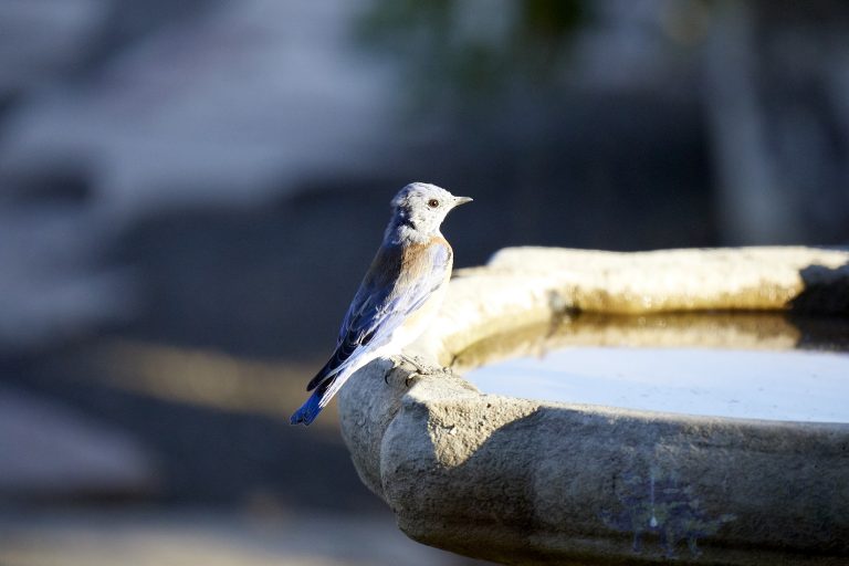 Western Bluebird