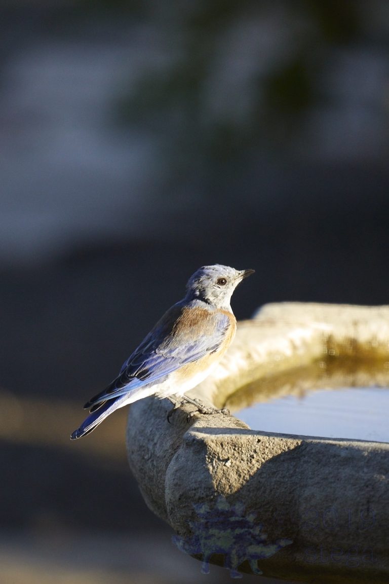 Western Bluebird