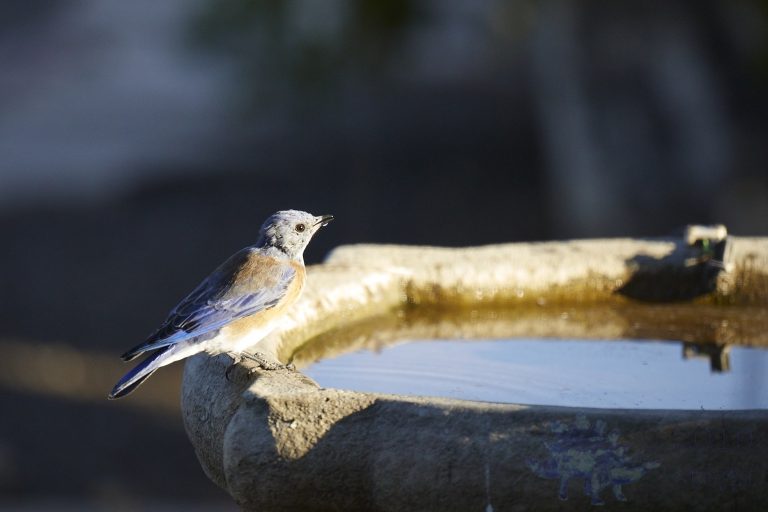 Western Bluebird
