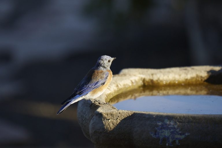 Western Bluebird