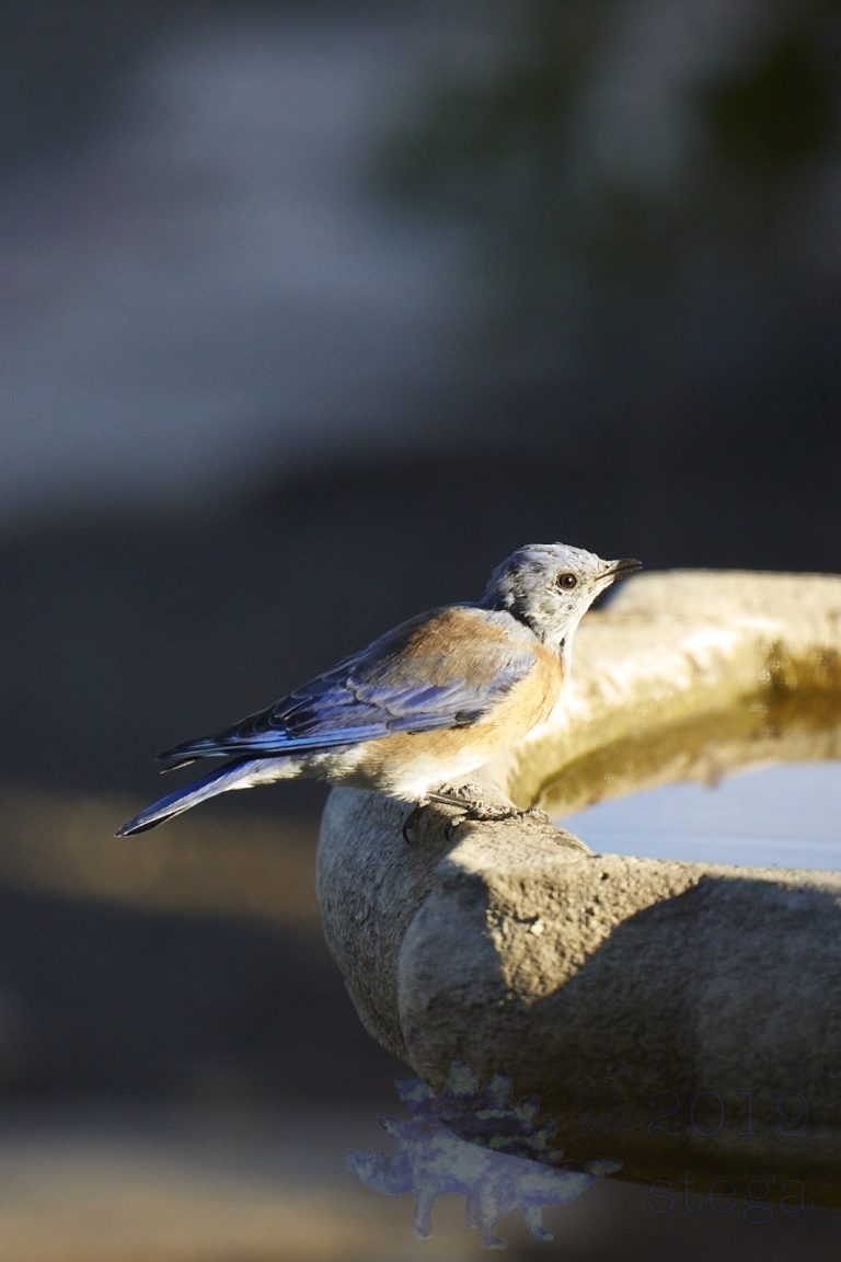 Western Bluebird