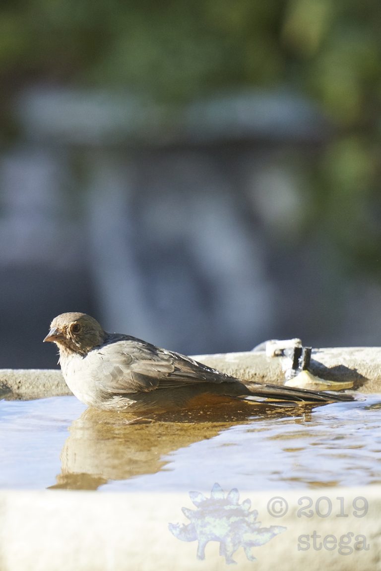Old School Week: California Towhee