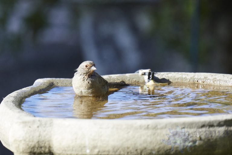California Towhee