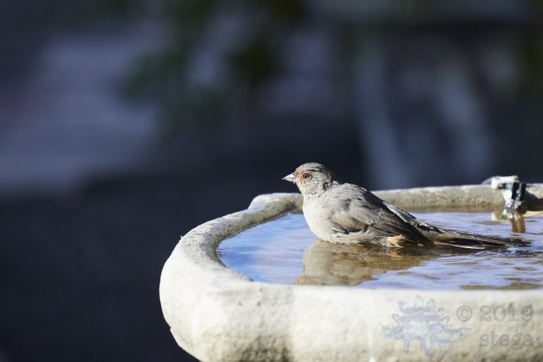 California Towhee