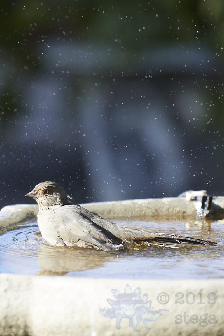 California Towhee