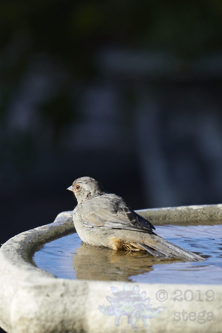 California Towhee