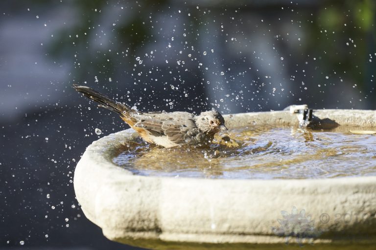 California Towhee (3 Images)