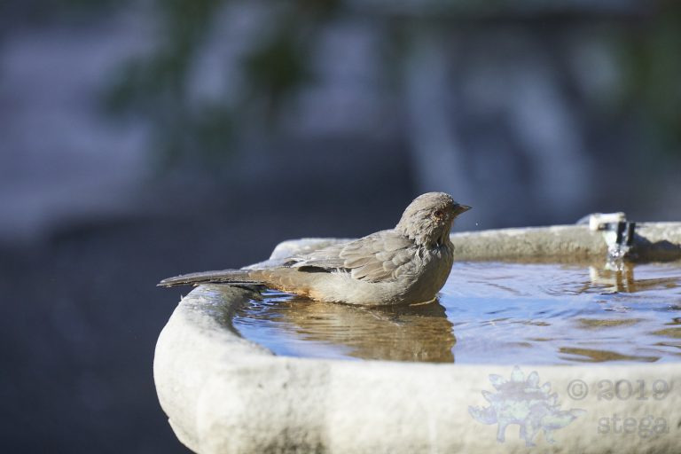 California Towhee