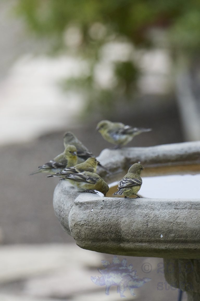 Lesser Goldfinches