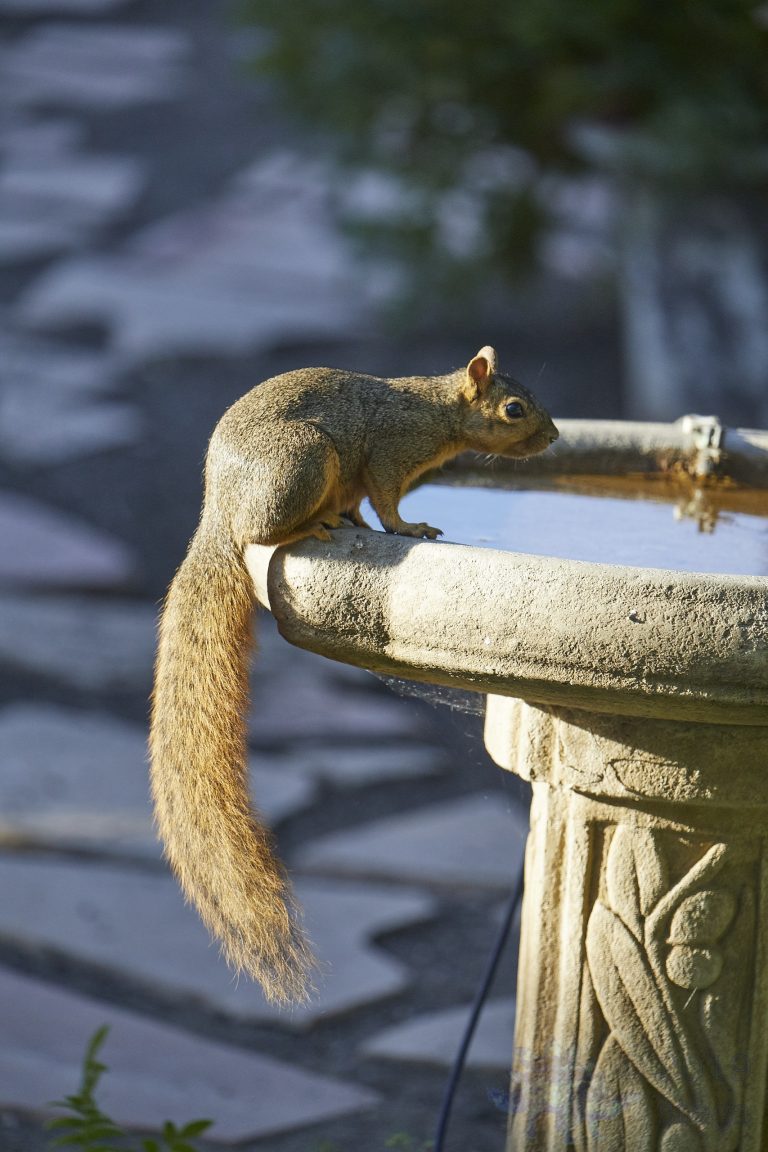 Fox Squirrel