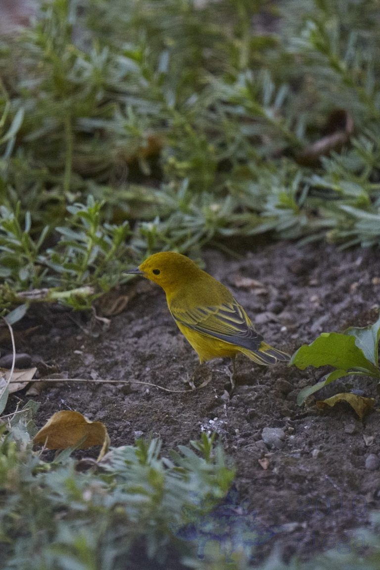Yellow Warbler