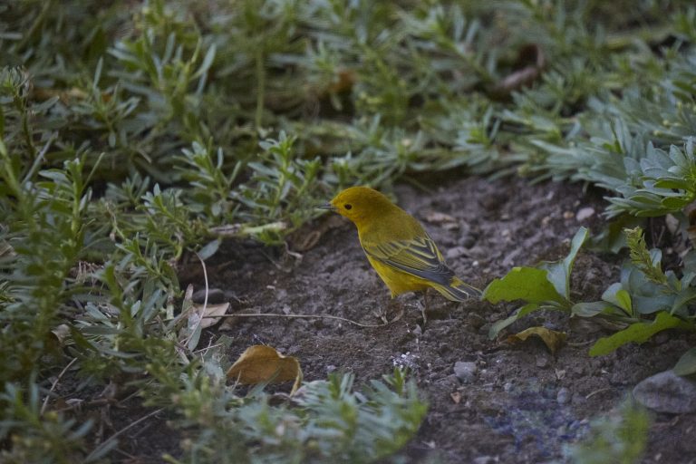 Yellow Warbler