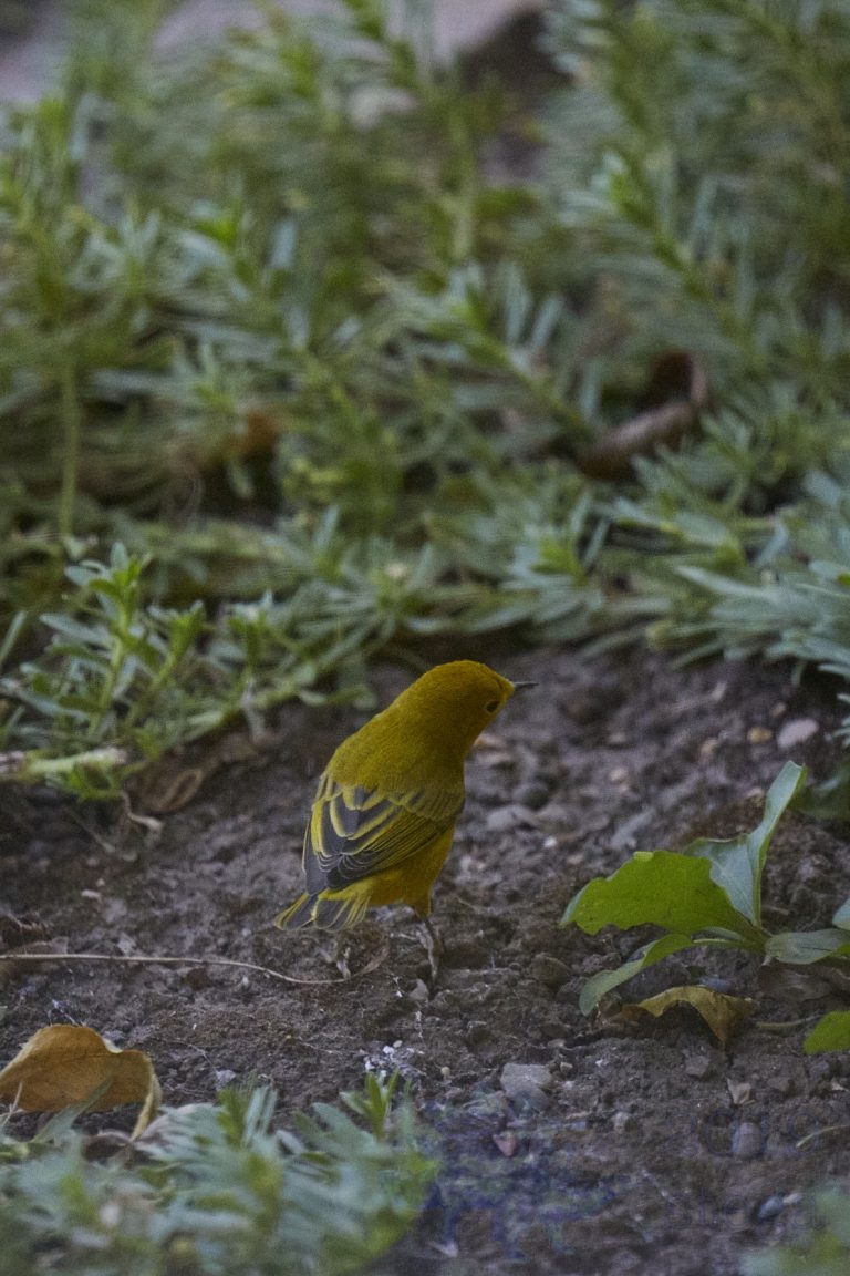 Yellow Warbler