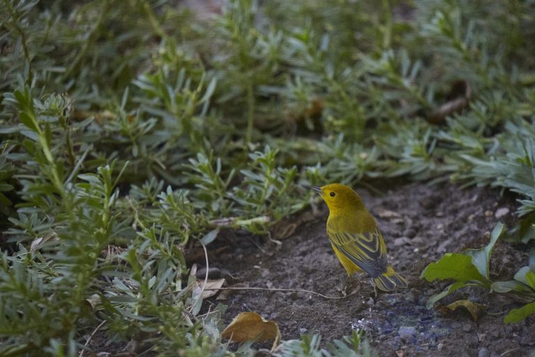 Yellow Warbler