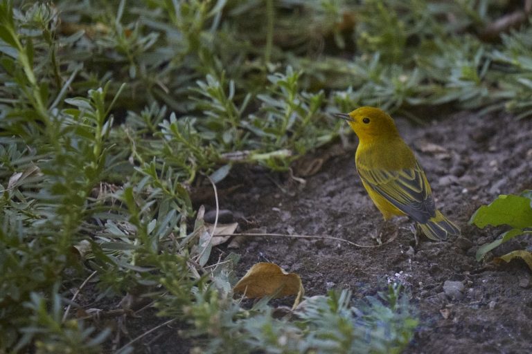 Yellow Warbler