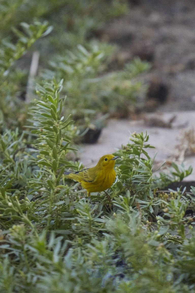 Yellow Warbler