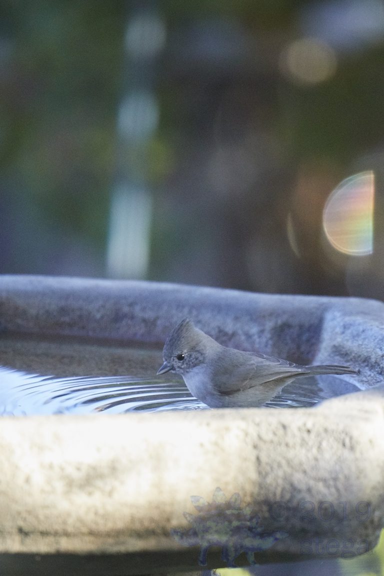 Oak Titmouse