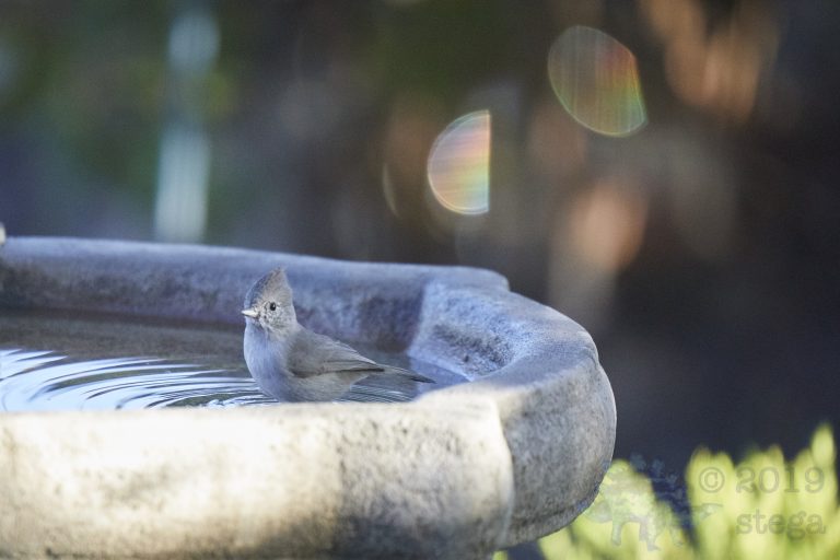 Oak Titmouse