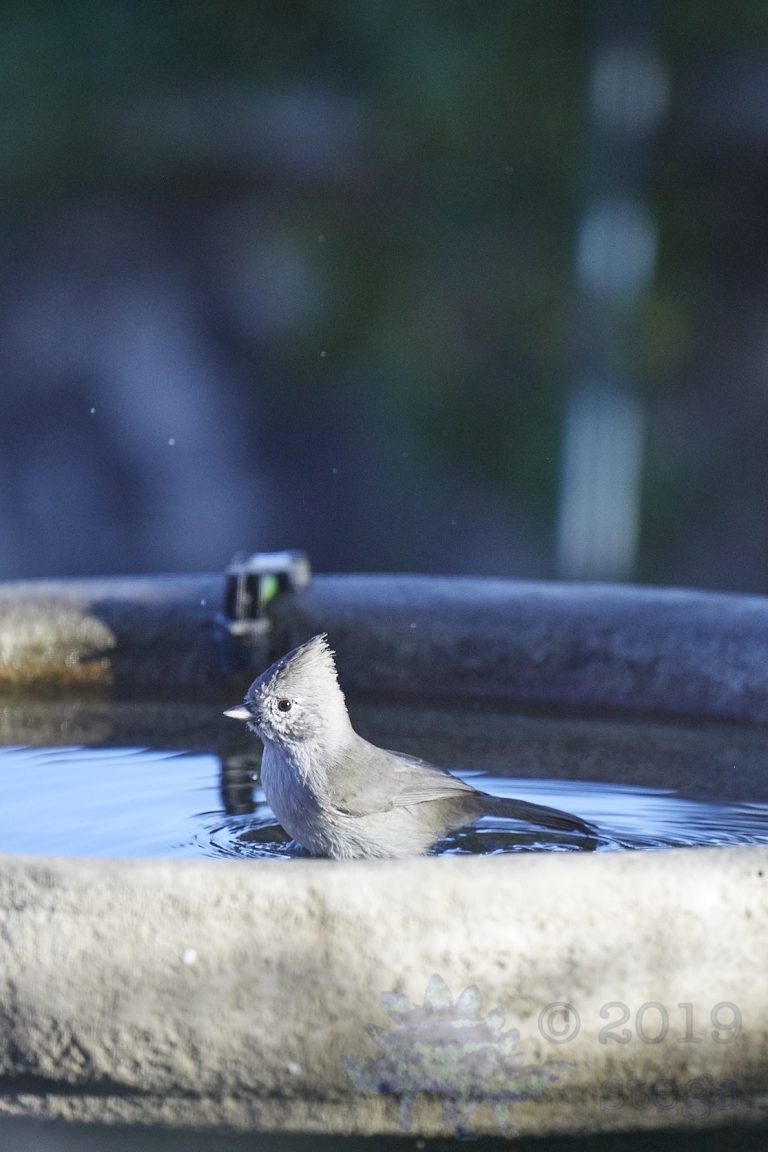 Oak Titmouse
