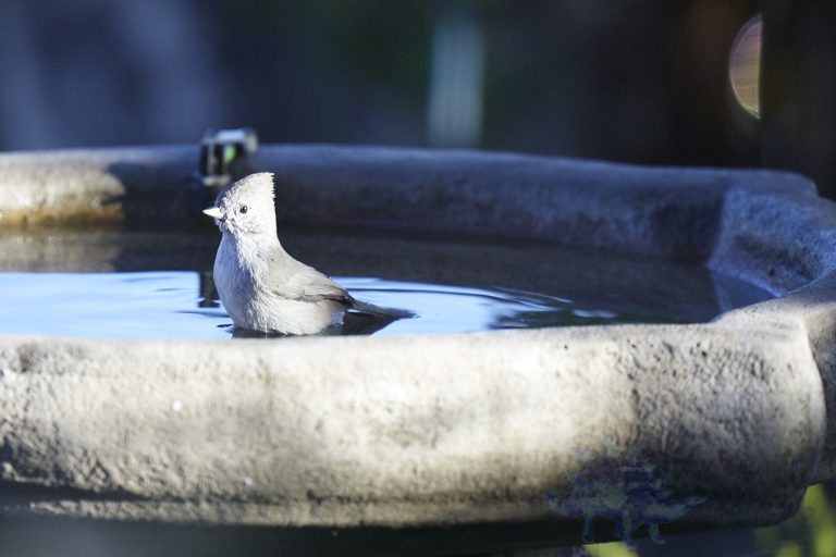 Oak Titmouse