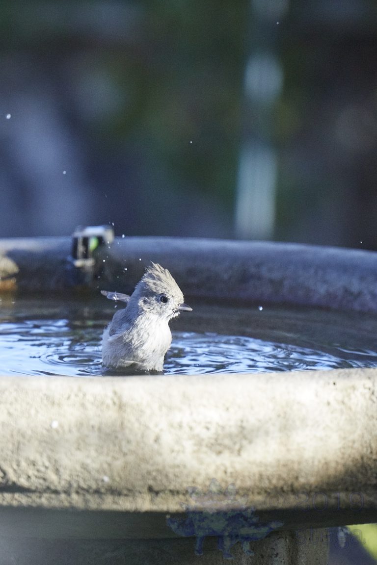 Oak Titmouse