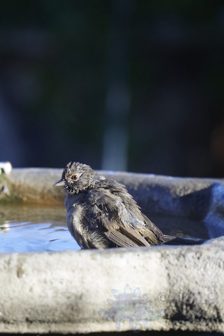 California Towhee