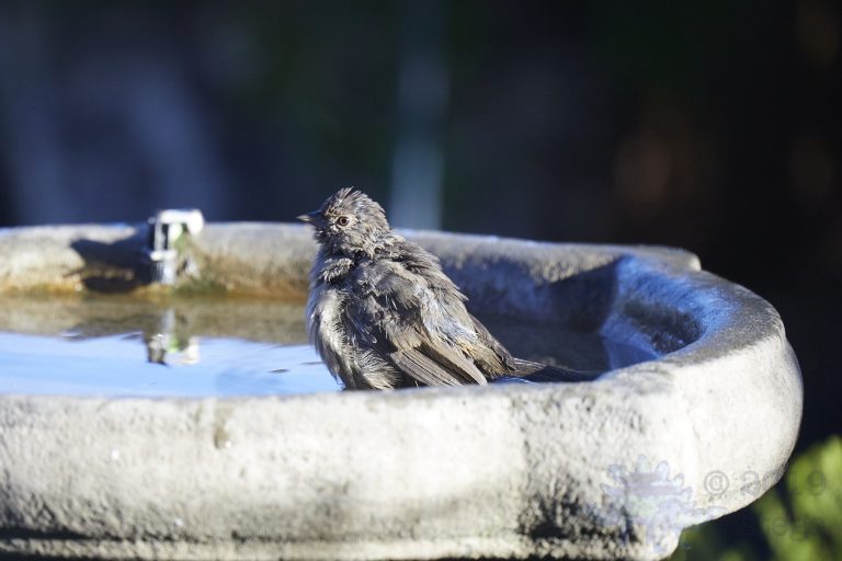 California Towhee