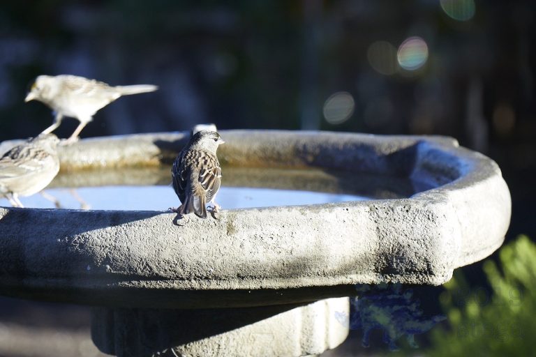 Gold-Crowned Sparrow