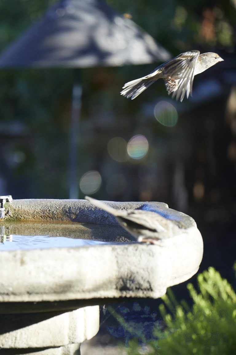House Finch