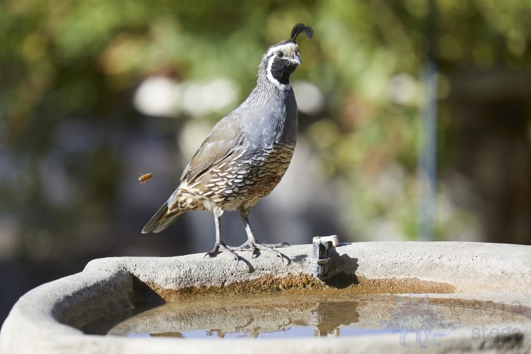 California Quail and Bee