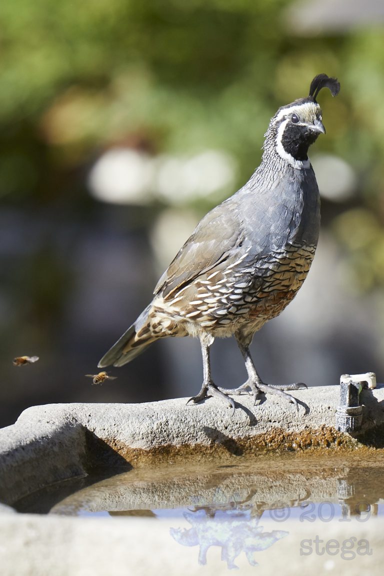 California Quail and Bees