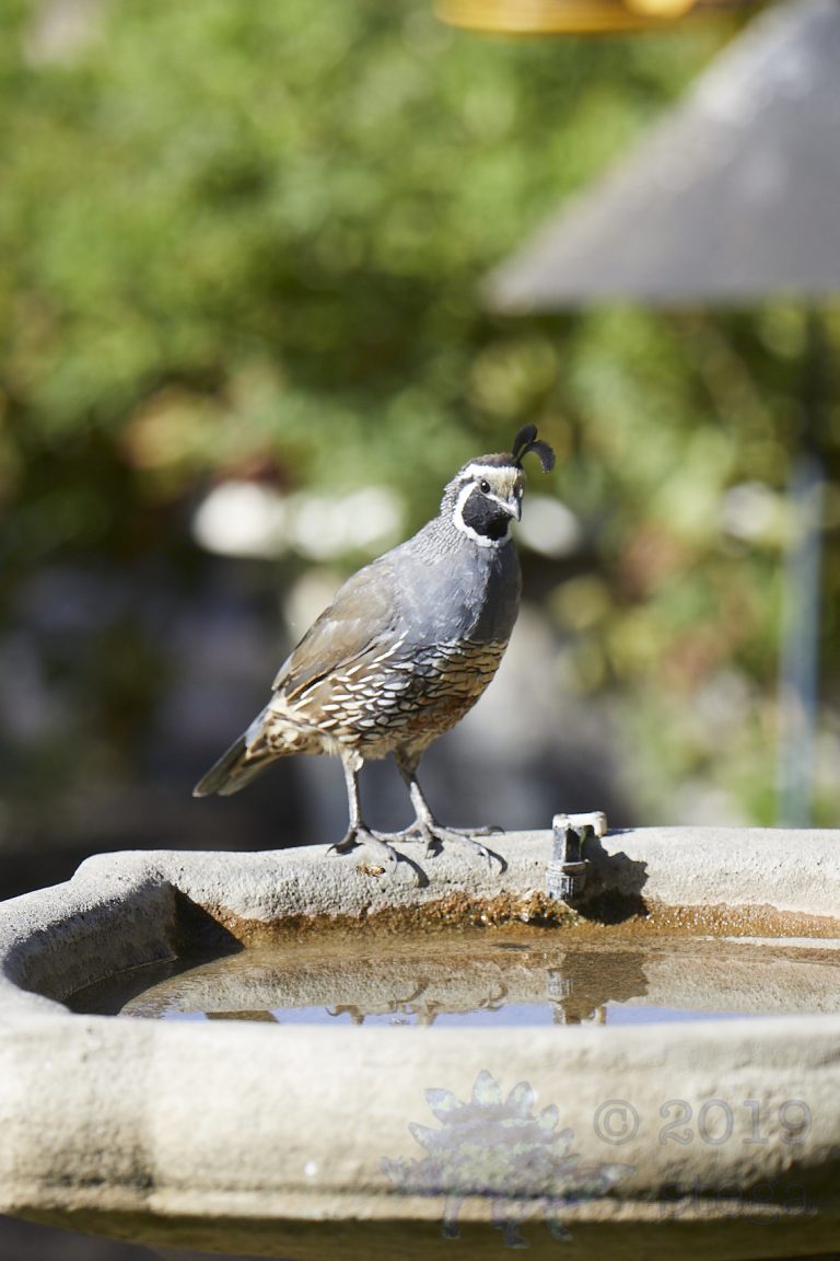 California Quail
