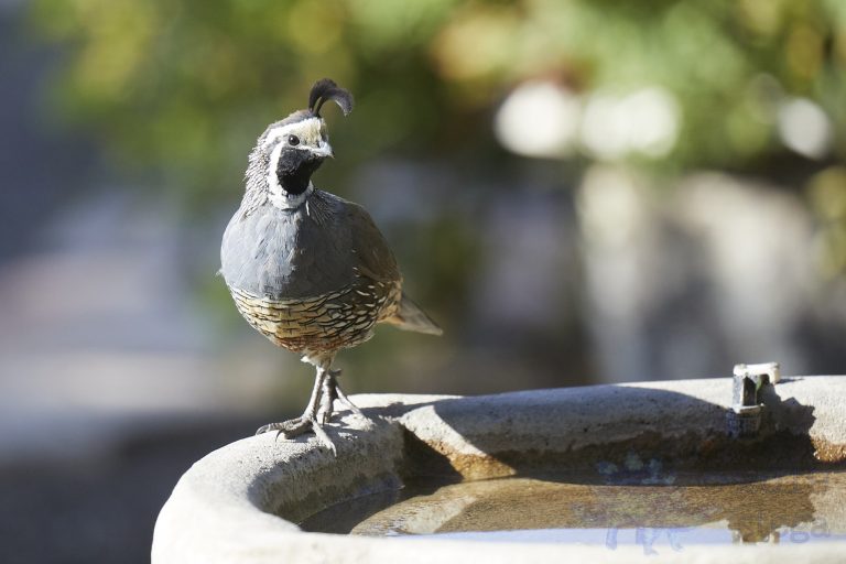 California Quail