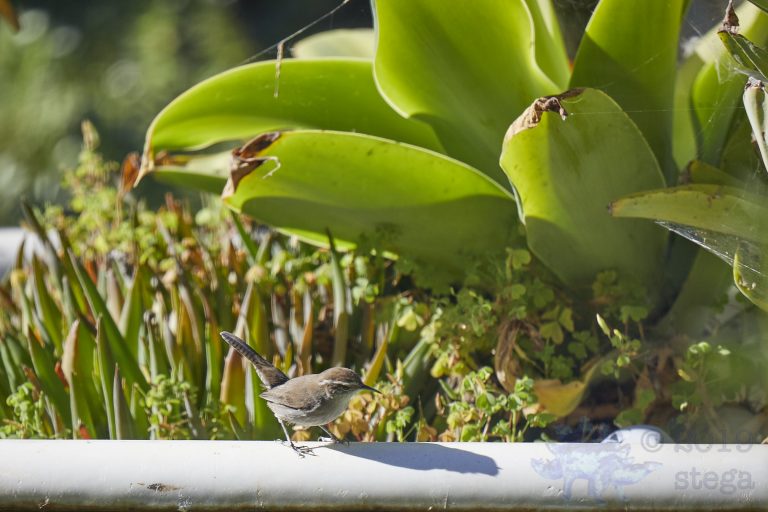 Bewick’s Wren