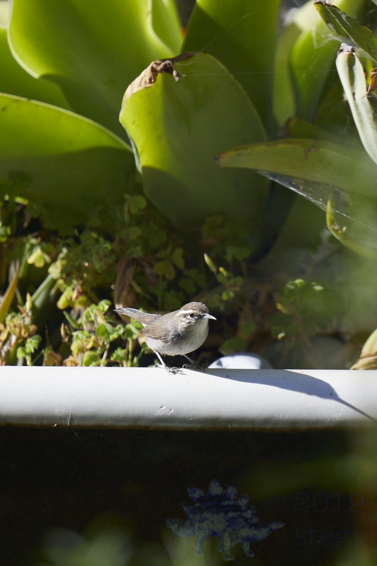 Bewick’s Wren