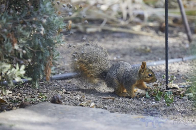 Baby Fox Squirrel