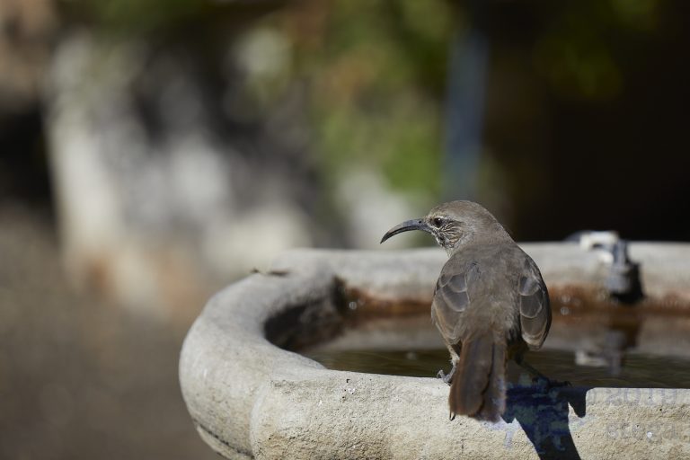 California Thrasher