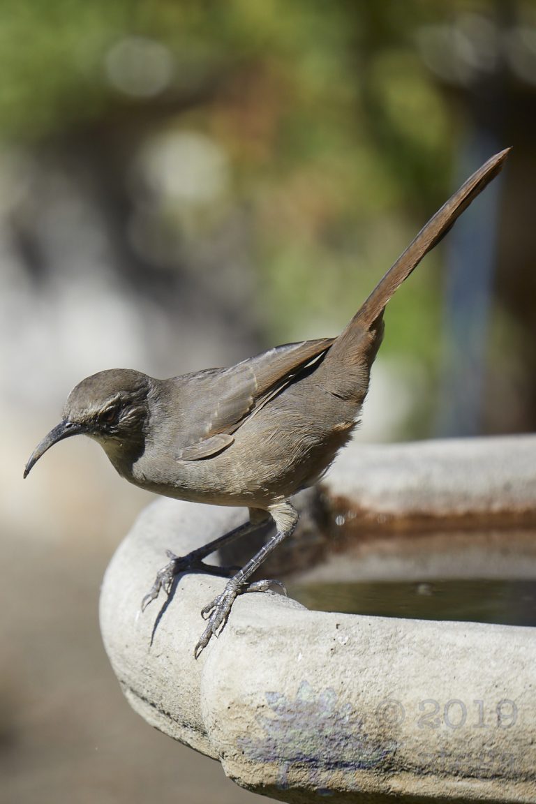 California Thrasher