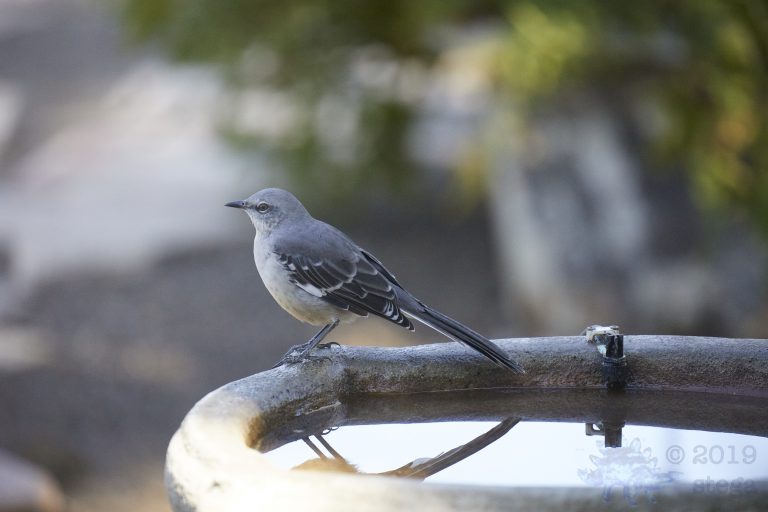 Northern Mockingbird