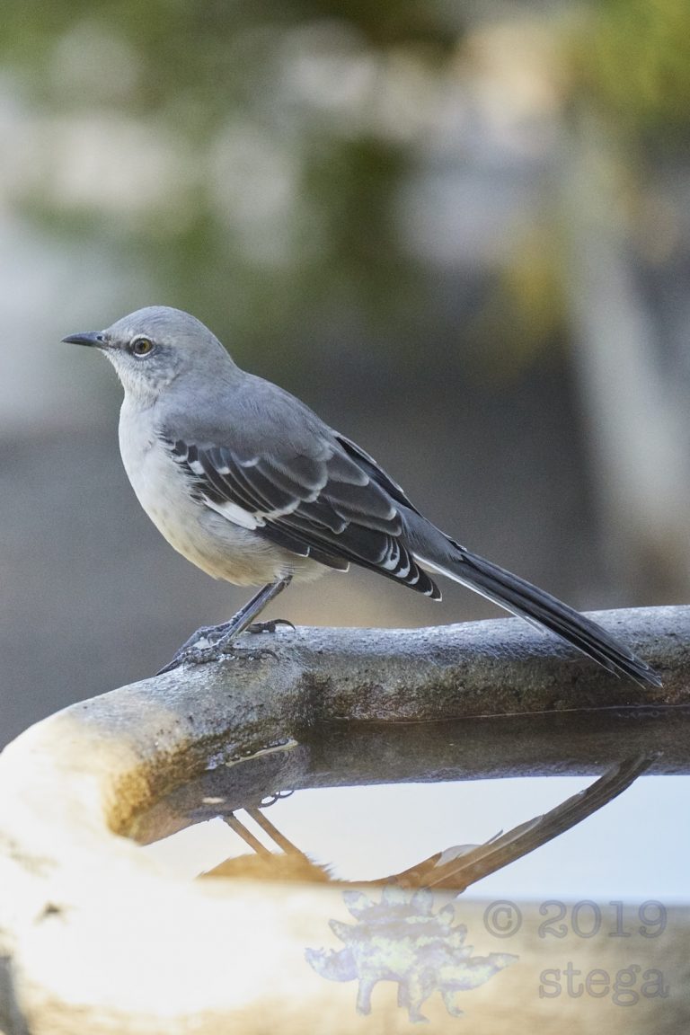 Northern Mockingbird