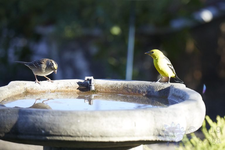 Western Tanager and Gold-Crowned Sparrow (3 Images)