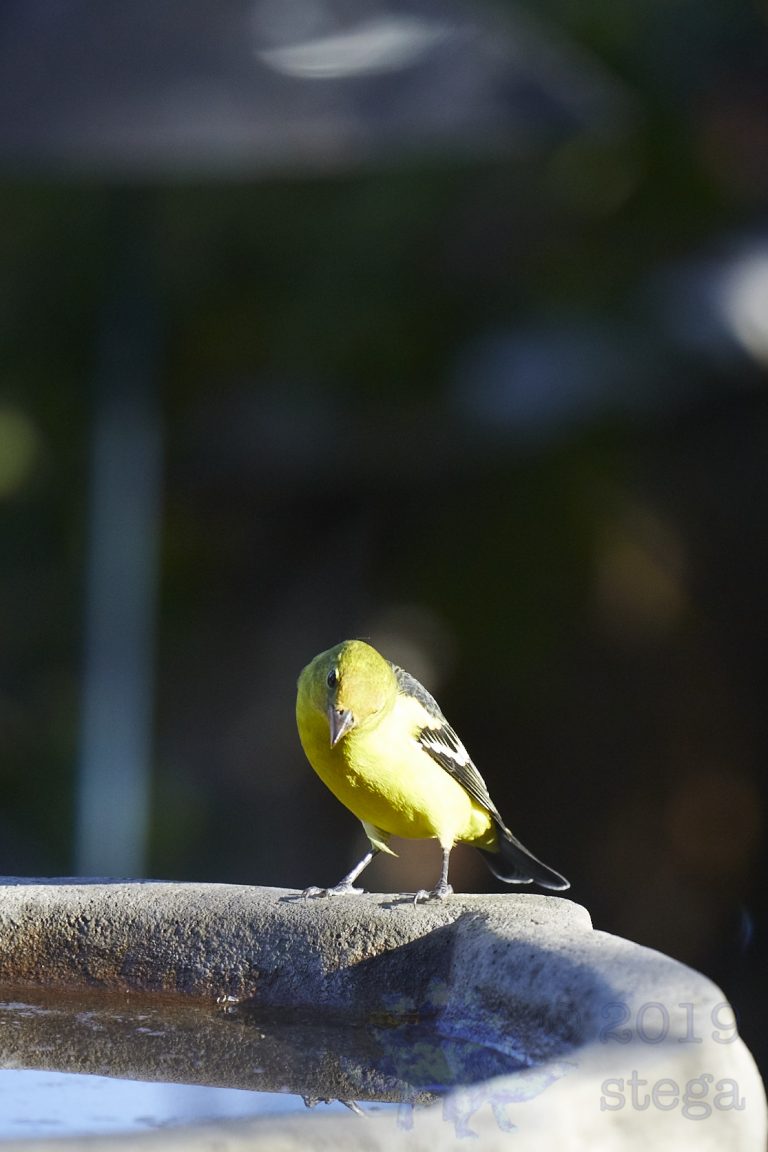 Western Tanager