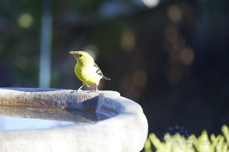 Western Tanager